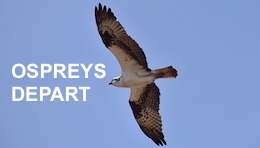 Sandpoint Idaho osprey nest cam