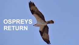 Sandpoint Idaho osprey nest cam